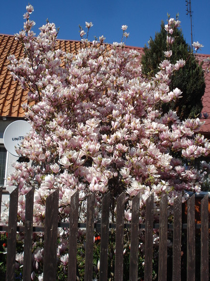 Wiosna ach to Ty. Kwitnąca nareszcie, przepiękna magnolia przy ul.Pomorskiej (Kwiecień 2019)
