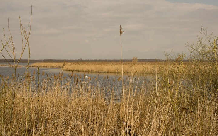 Pływające hektary zakotwiczyły w Dłużynie. Jezioro Drużno. Przy podwyższonym poziomie wody w jeziorze odrywa się kawał trzcinowiska i pływa sobie gdzie wiatr zawieje. (Kwiecień 2021)