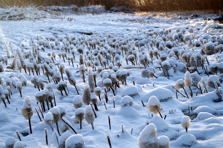Lody na patyku. Kulki lodu na łodygach trzcin w Kadynach (Styczeń 2022)