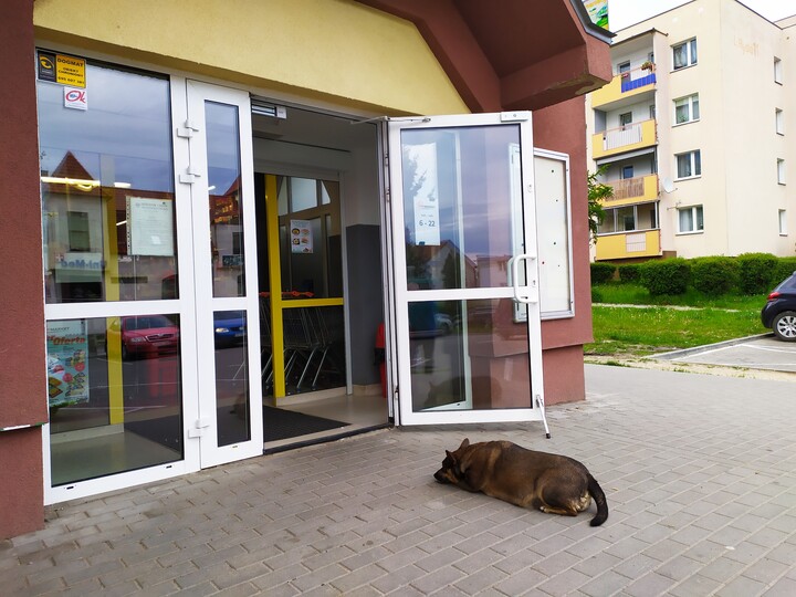 Bo ludzka rzecz być w markecie a psia wiernie czekac.. Wierny pies bardzo często czeka na swoja Panią przy jednym ze sklepów przy ul. Broniewskiego (Czerwiec 2022)