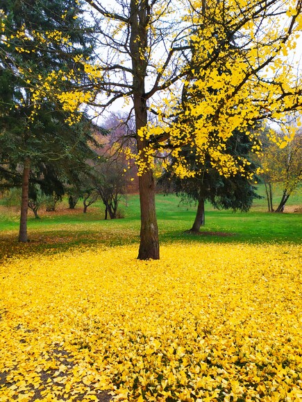 Żółty dywan. Piękne, żółte liście tulipanowca amerykańskiego na terenie Nadleśnictwa Elbląg (Listopad 2022)