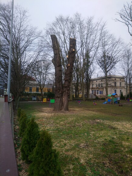 Walka o drzewa w Elblągu. Postniemieckie pamiątki w końcu zostały usunięte. Brawo panowie drwale. (Marzec 2023)