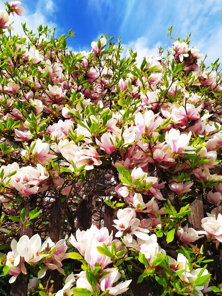 Wiosna cieplejszy wieje wiatr, wszystko kwitnie wkoło i ja i ty.. Przepiękne kwiaty magnolii na jednej z ulic Elbląga. Szkoda,że tak krótko i intensywnie kwitnie. Na jesieni znowu zakwitnie ale będzie o wiele mniej kwiatów. (Kwiecień 2024)