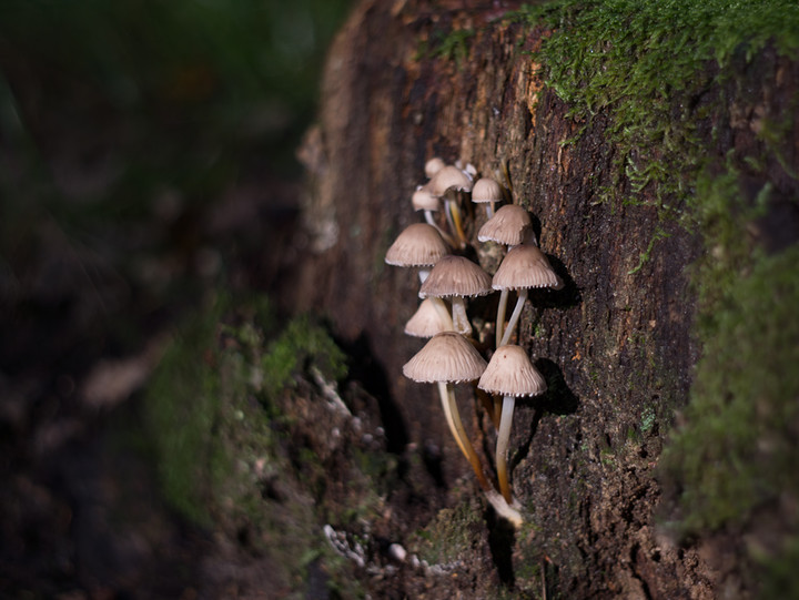 Wysyp grzybów w pobliskich lasach, choć większość to niejadalne :(.