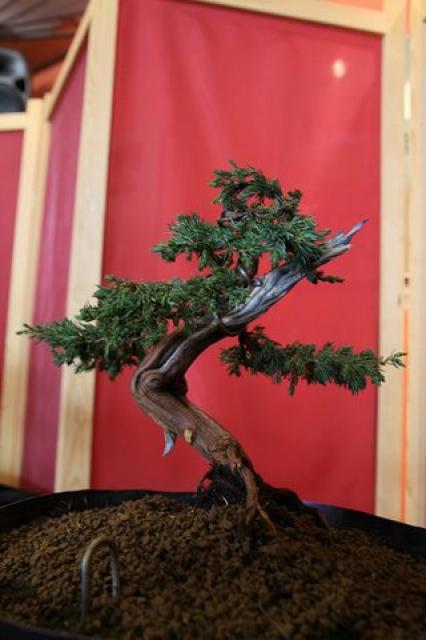 Sztuka bonsai zdjęcie nr 21353