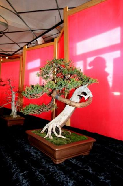 Sztuka bonsai zdjęcie nr 21342