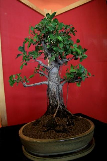 Sztuka bonsai zdjęcie nr 21354