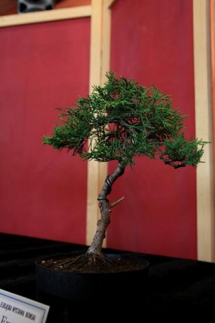 Sztuka bonsai zdjęcie nr 21352