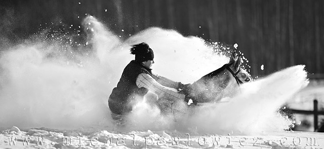 Konie i śnieg zdjęcie nr 31366