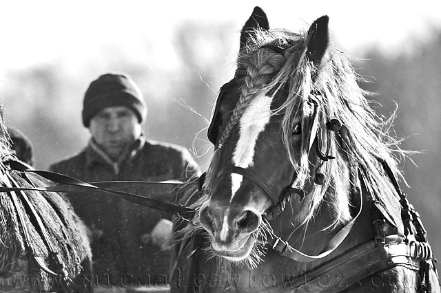 Konie i śnieg zdjęcie nr 31362
