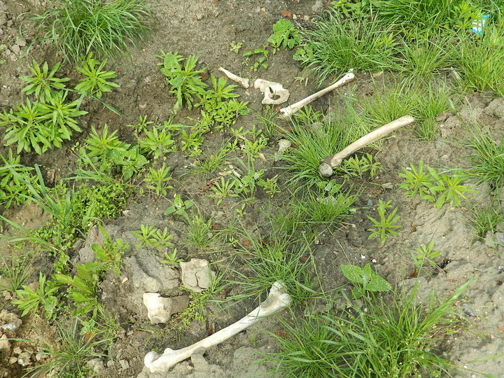 Hałdy piachu, śmieci i ludzkich szczątków zdjęcie nr 70330