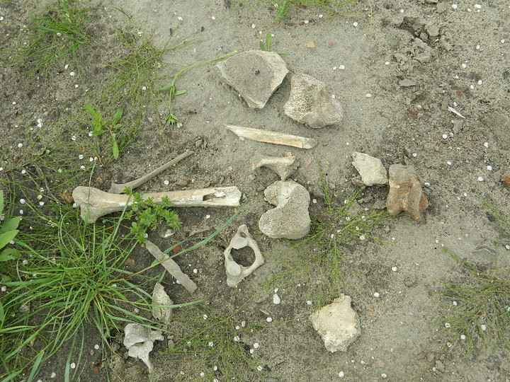 Hałdy piachu, śmieci i ludzkich szczątków zdjęcie nr 70339