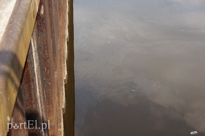 Plama oleju na rzece Elbląg zdjęcie nr 85247