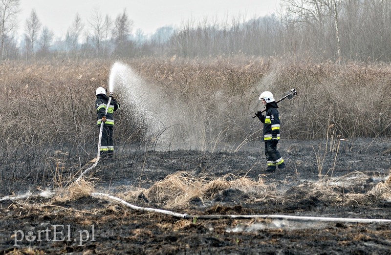 Groźny pożar traw w Jegłowniku zdjęcie nr 102026