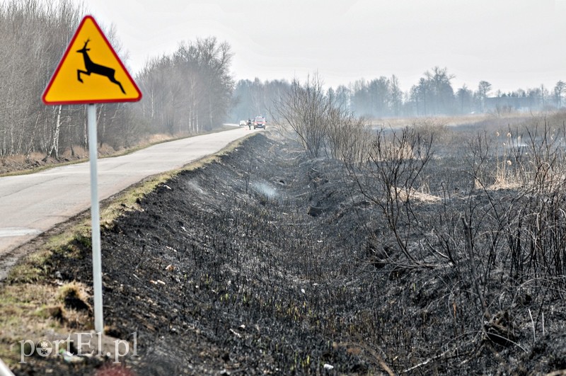 Groźny pożar traw w Jegłowniku zdjęcie nr 102027