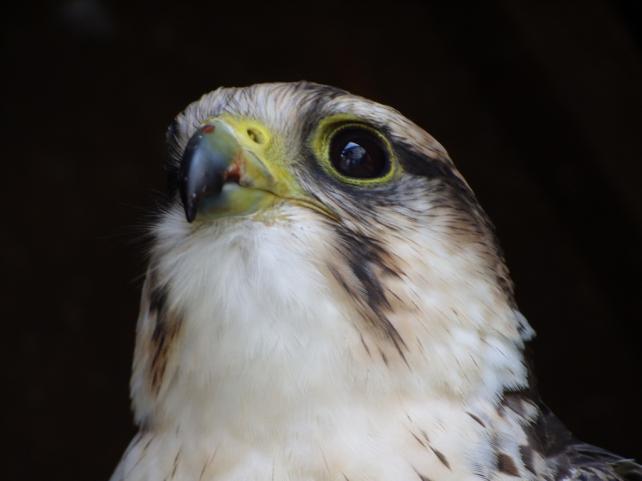 raróg górski - Falco biarmicus 
