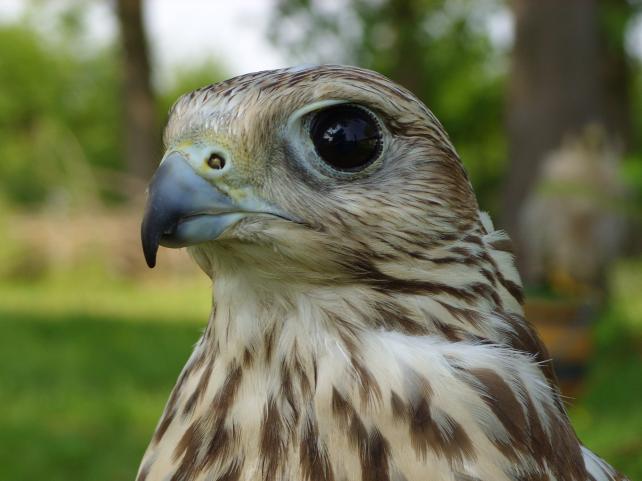 raróg - Falco cherrug 
