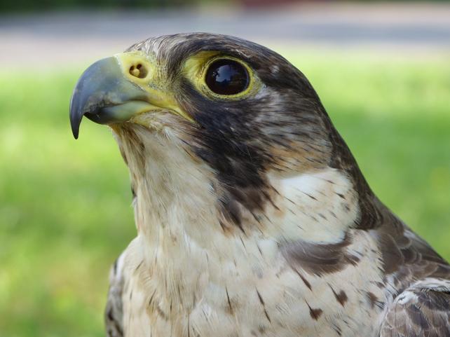 Sokół wędrowny - Falco peregrinus 
