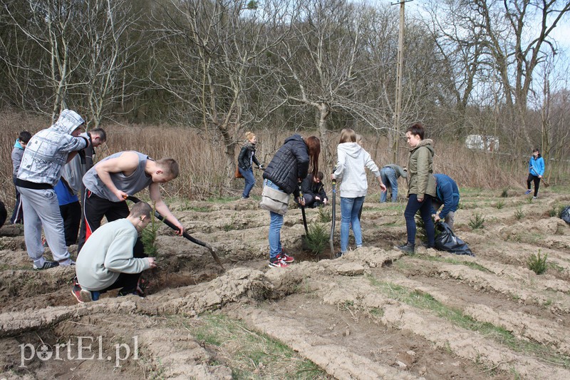 Elblążanie sadzili las zdjęcie nr 125140