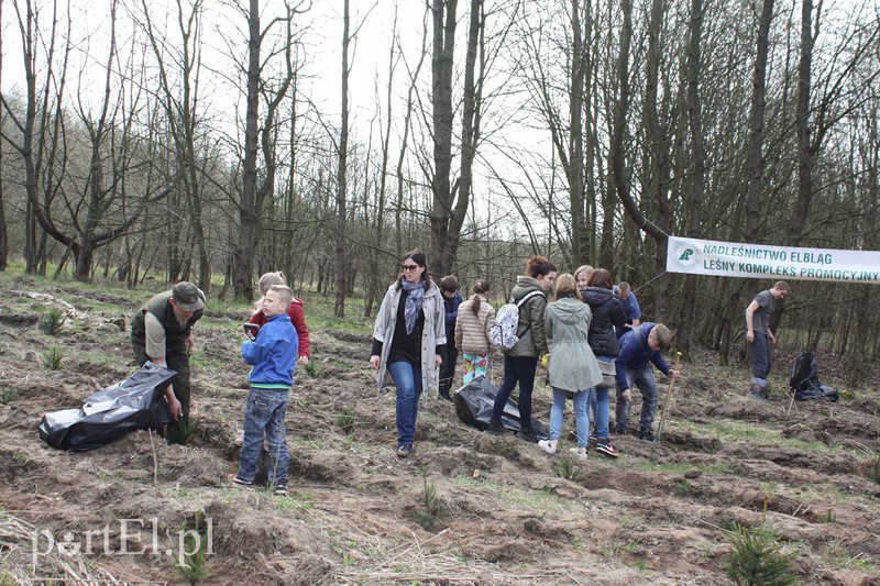 Elblążanie sadzili las zdjęcie nr 125114