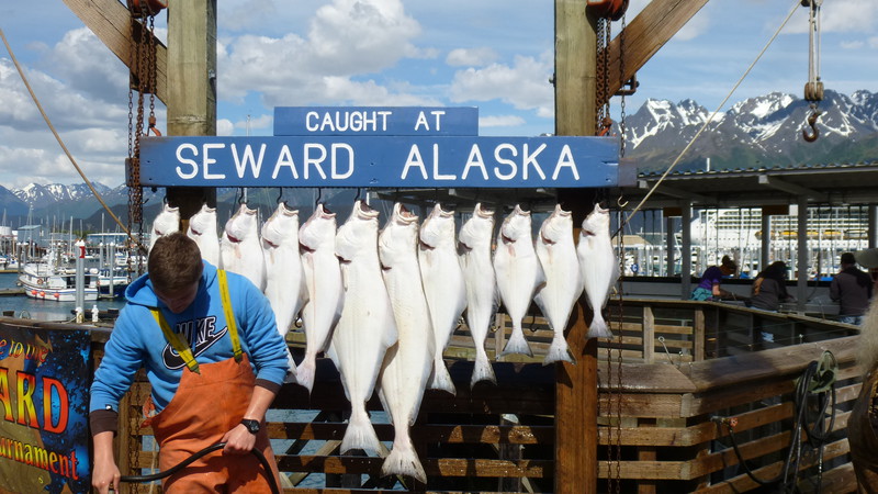 Fotoreportaż z Alaski. Prezentacja połowu ryb - halibuty