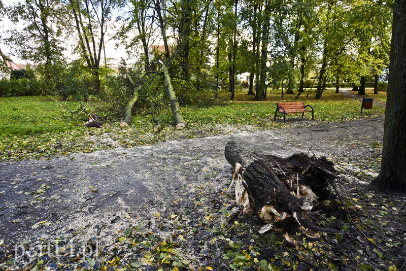 Połamane drzewa w parku Kajki zdjęcie nr 163644
