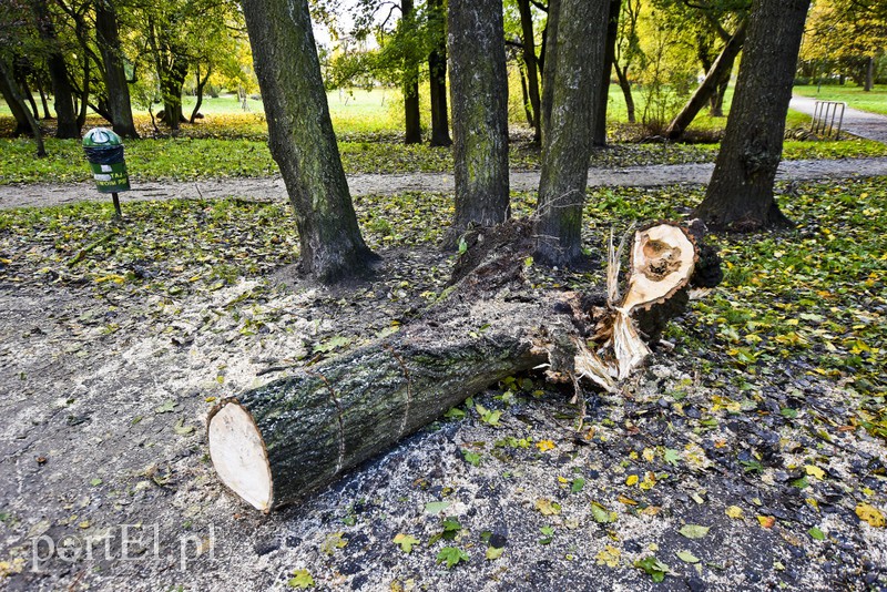 Połamane drzewa w parku Kajki zdjęcie nr 163646