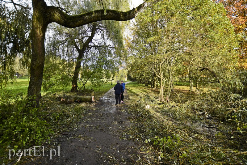 Połamane drzewa w parku Kajki zdjęcie nr 163657