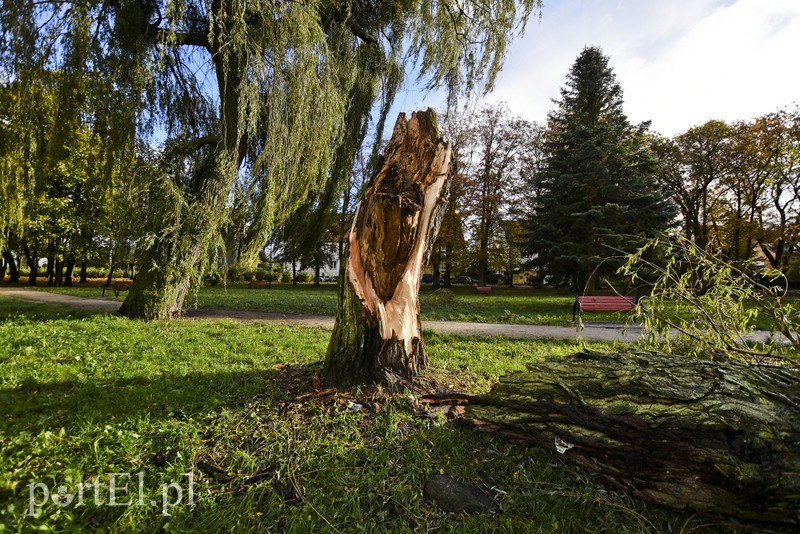 Połamane drzewa w parku Kajki zdjęcie nr 163653