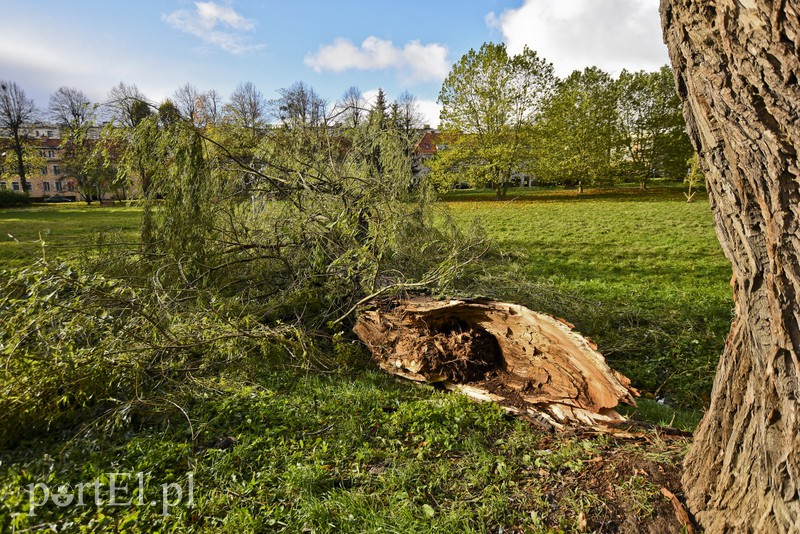 Połamane drzewa w parku Kajki zdjęcie nr 163649