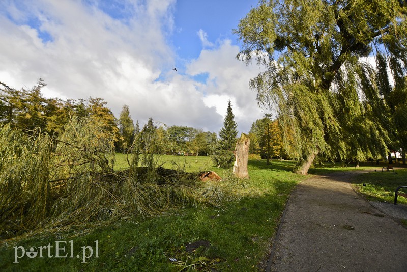 Połamane drzewa w parku Kajki zdjęcie nr 163648