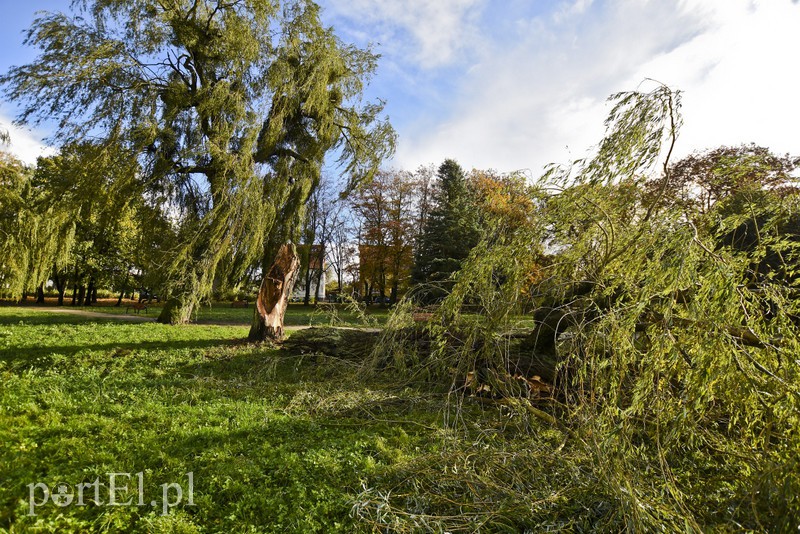 Połamane drzewa w parku Kajki zdjęcie nr 163651