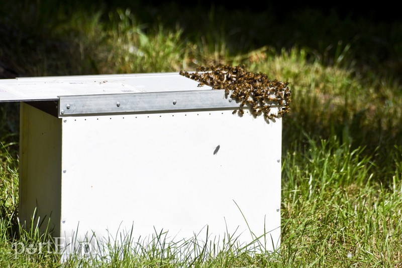Pszczoły na placu zabaw przedszkola zdjęcie nr 181831