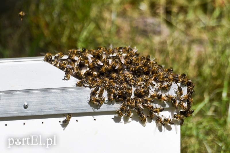 Pszczoły na placu zabaw przedszkola zdjęcie nr 181832