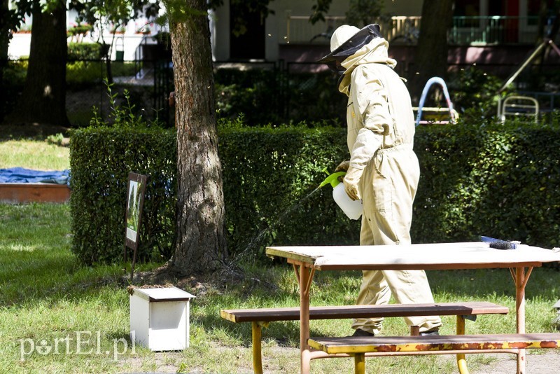 Pszczoły na placu zabaw przedszkola zdjęcie nr 181834