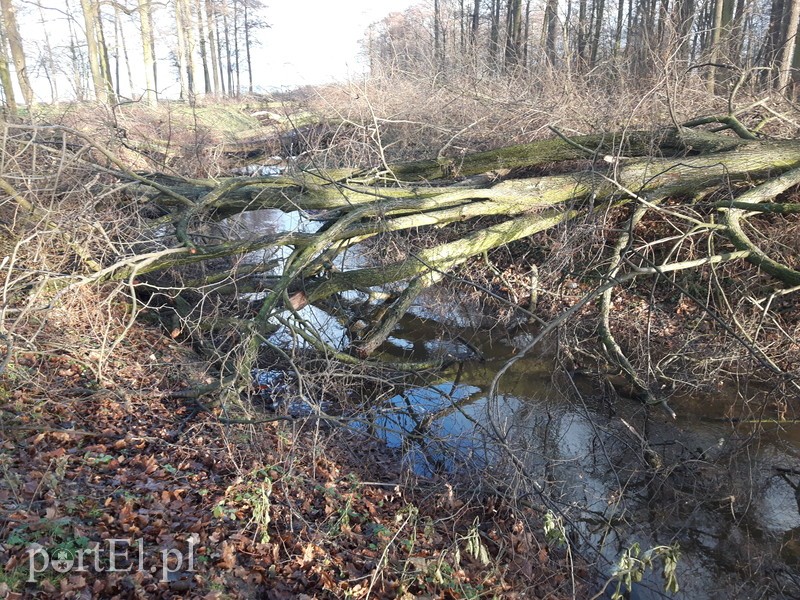 Wycięte drzewa blokują rzekę zdjęcie nr 190277