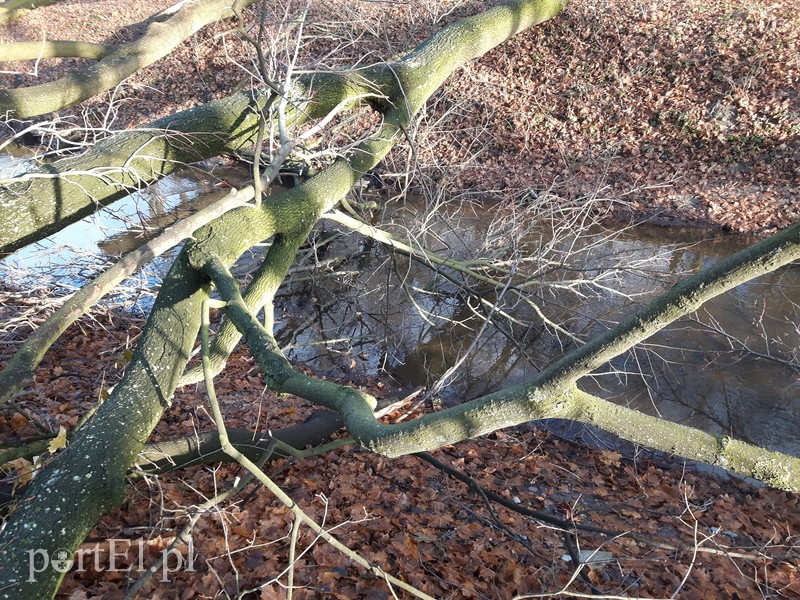 Wycięte drzewa blokują rzekę zdjęcie nr 190278