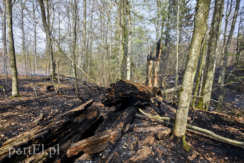 Pożar w środku lasu zdjęcie nr 199546