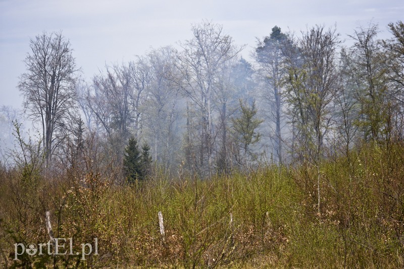 Pożar w środku lasu zdjęcie nr 199511