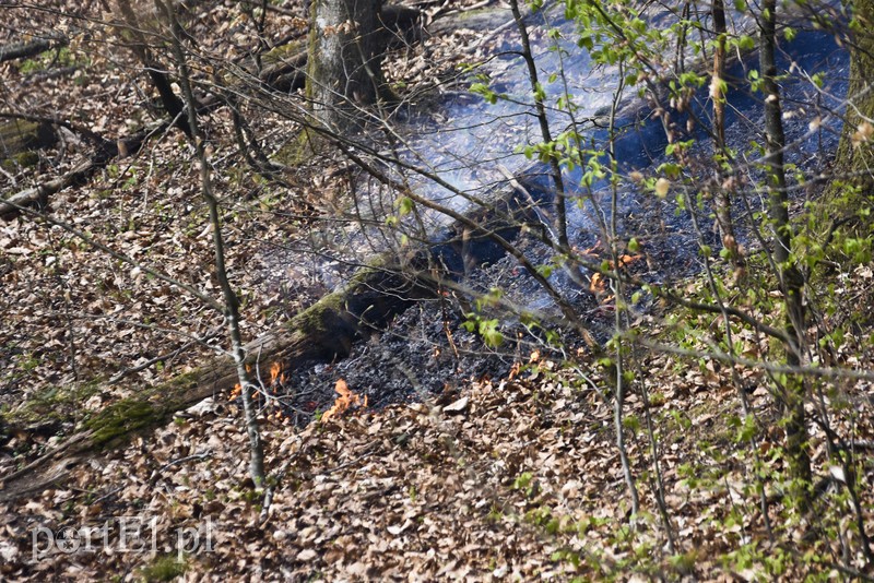 Pożar w środku lasu zdjęcie nr 199518