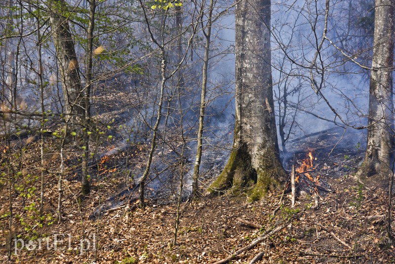 Pożar w środku lasu zdjęcie nr 199514