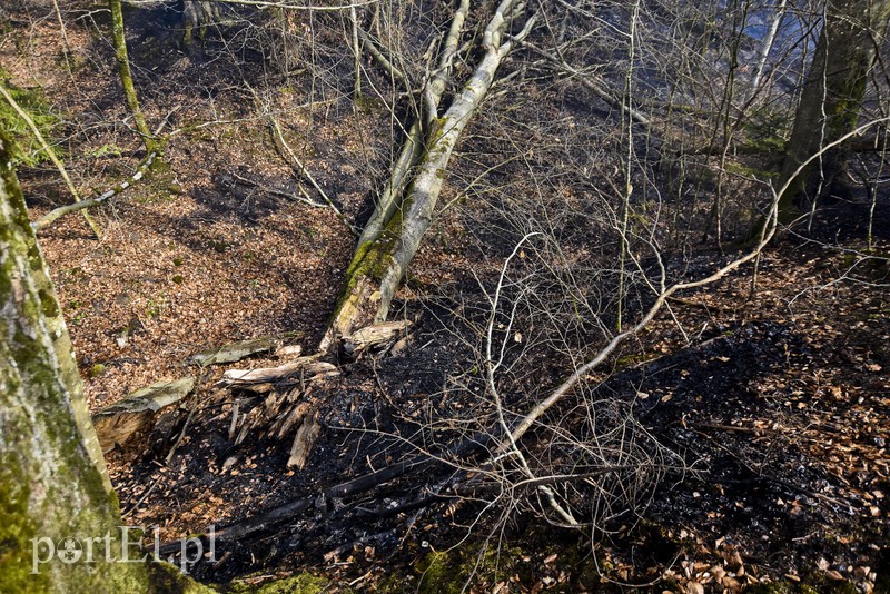 Pożar w środku lasu zdjęcie nr 199543