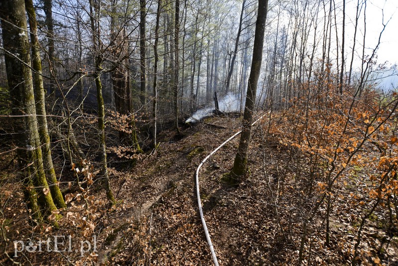 Pożar w środku lasu zdjęcie nr 199541