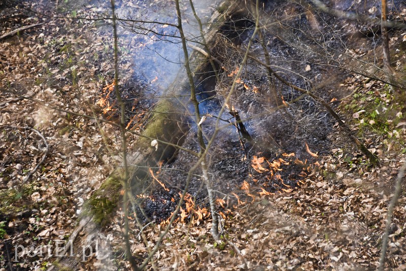 Pożar w środku lasu zdjęcie nr 199522