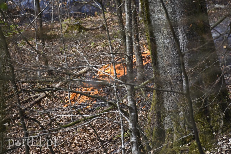 Pożar w środku lasu zdjęcie nr 199521