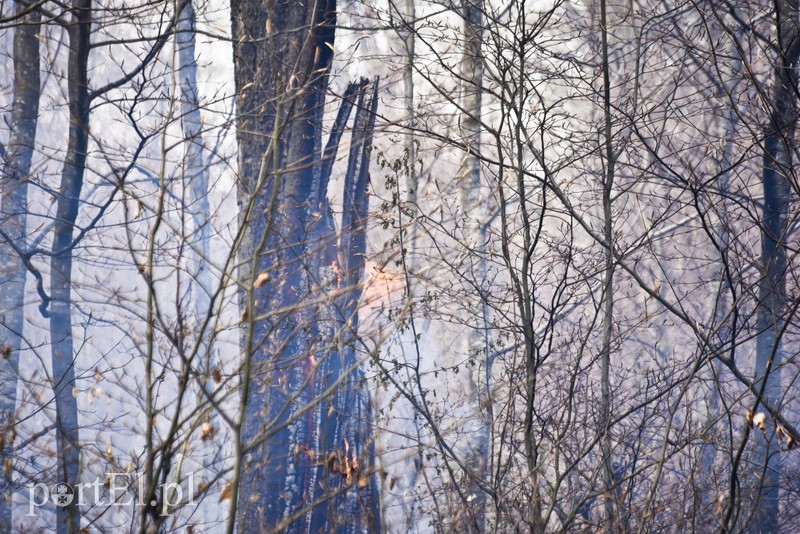 Pożar w środku lasu zdjęcie nr 199515