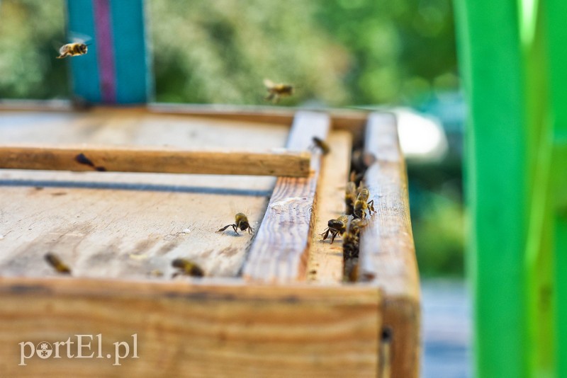 Pszczoły zaatakowały przystanek (aktualizacja) zdjęcie nr 202434