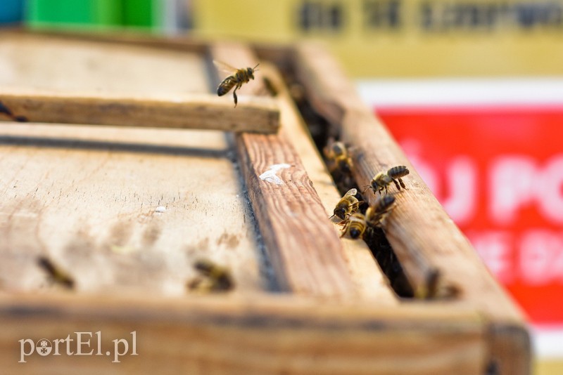 Pszczoły zaatakowały przystanek (aktualizacja) zdjęcie nr 202435