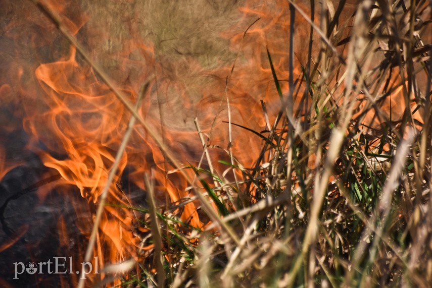 Pożar traw pod cmentarzem Dębica zdjęcie nr 222798