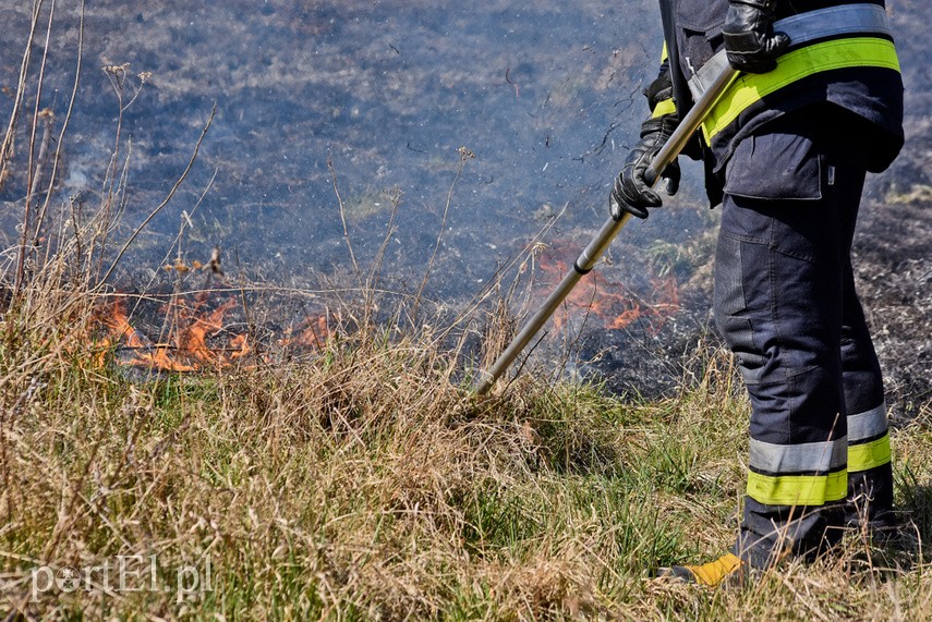 Pożar traw pod cmentarzem Dębica zdjęcie nr 222790